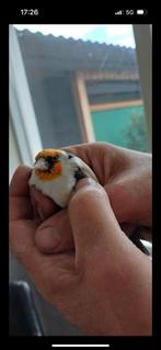 Koppel majoor putter, Dieren en Toebehoren, Meerdere dieren, Wildzangvogel, Geringd
