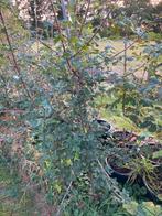 Acer campestre Noorse Esdoorn - Biologisch, Bloeit niet, Overige soorten, 100 tot 250 cm, Ophalen