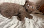 Laatste 2 britse korthaar kittens Chocolate te koop, Dieren en Toebehoren, Poes, Gechipt