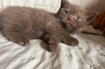 Laatste 2 britse korthaar kittens Chocolate te koop beschikbaar voor biedingen