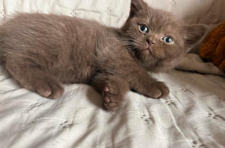 Laatste 2 britse korthaar kittens Chocolate te koop, Dieren en Toebehoren, Katten en Kittens | Raskatten | Langhaar, Poes, Gechipt