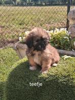 Te koop mooie speelse boomer pups, Dieren en Toebehoren, Overige rassen, CDV (hondenziekte), 8 tot 15 weken, Meerdere