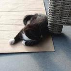 Te koop katertje., Dieren en Toebehoren, Katten en Kittens | Overige Katten, Kater