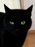 Mooie zwarte ex kater, Dieren en Toebehoren, Katten en Kittens | Overige Katten, Kater