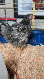 Wyandotte kriel hen, zilver blauw gezoomd, Dieren en Toebehoren, Pluimvee