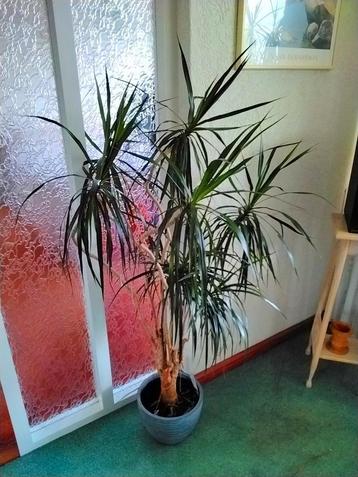 Dracaena Marginata - Drakenbloedboom beschikbaar voor biedingen