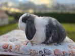 Raszuivere lieve minilopjes, Dieren en Toebehoren, Konijnen, Meerdere dieren, Dwerg, Hangoor, 0 tot 2 jaar