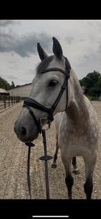 NIEUW schockemöhle westminter hoofdstel, Dieren en Toebehoren, Paarden en Pony's | Hoofdstellen en Tuigage, Ophalen, Nieuw, Dressuur
