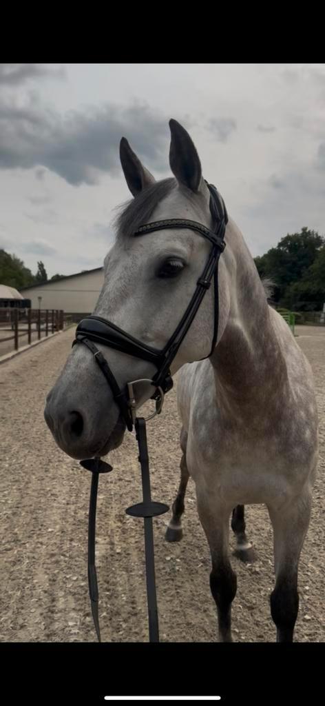 NIEUW schockemöhle westminter hoofdstel, Dieren en Toebehoren, Paarden en Pony's | Hoofdstellen en Tuigage, Nieuw, Dressuur, Ophalen