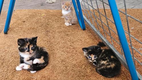 Jonge poesjes, kittens, Dieren en Toebehoren, Katten en Kittens | Overige Katten, Meerdere dieren