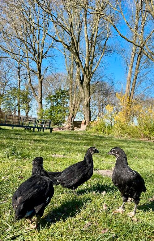 Hennen Zwarte Sumatra, Dieren en Toebehoren, Pluimvee, Kip, Vrouwelijk