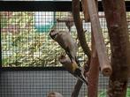 Major putters, Meerdere dieren, Wildzangvogel