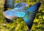 ***High Quality Blue Singa Blue Tail guppen***, Dieren en Toebehoren, Vissen | Aquariumvissen, Vis, Zoetwatervis, Schoolvis