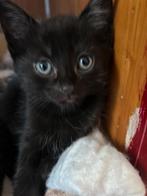 Kittens, Dieren en Toebehoren