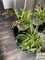Graslelies- luchtzuiverend & makkelijk!, Ophalen, Overige soorten, Halfschaduw, In pot