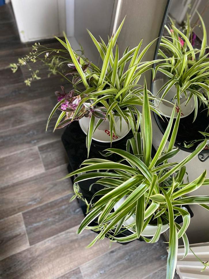 Graslelies- luchtzuiverend & makkelijk!, Huis en Inrichting, Kamerplanten, Overige soorten, Minder dan 100 cm, Groene kamerplant