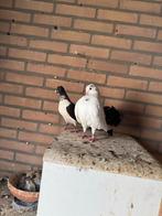 Zeer mooie duiven, Dieren en Toebehoren, Vogels | Duiven