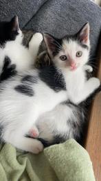 3 lieve kittens, Meerdere dieren