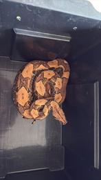 Boa constrictor imperator, Dieren en Toebehoren, Slang, Met terrarium, 0 tot 2 jaar
