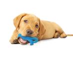 NYLABONE Puppy Dental Chew Dino Nylon Blauw S AANBIEDING!!!, Ophalen of Verzenden, Nieuw, Kauwspeelgoed