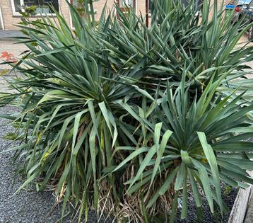 Hele grote yucca beschikbaar voor biedingen