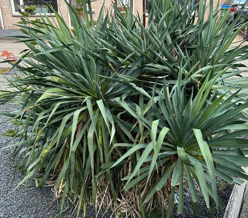 Hele grote yucca, Tuin en Terras, Planten | Bomen, Palmboom, 100 tot 250 cm, Volle zon, Ophalen