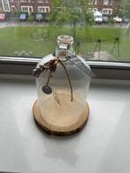Glazen stolp met houten voet, Ophalen of Verzenden, Zo goed als nieuw