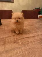 Pomeriaan pups, Dieren en Toebehoren, Honden | Poolhonden, Keeshonden en Oertypen, Rabiës (hondsdolheid), Overige rassen, 8 tot 15 weken