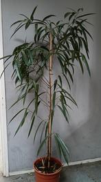 Ficus, Ophalen, Ficus, Halfschaduw