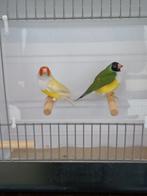 Witborst Gouldamadine koppel, Meerdere dieren, Tropenvogel, Geringd