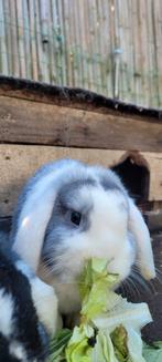 Laatste hangoor voedster/konijn te koop, Vrouwelijk, Hangoor