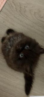 Prachtige Ragdoll  Perzische kittens, Dieren en Toebehoren, Meerdere dieren, Ontwormd, 0 tot 2 jaar