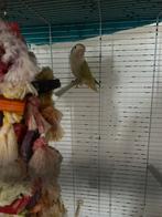 Ageponis ter overname, Dieren en Toebehoren, Vogels | Parkieten en Papegaaien, Mannelijk, Dwergpapegaai of Agapornis, Tam