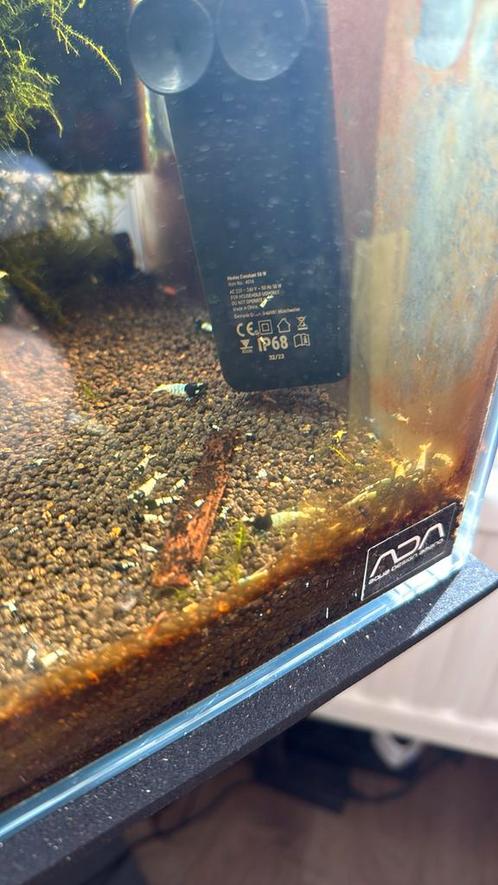 Pinto caridina garnalen, Dieren en Toebehoren, Vissen | Aquariumvissen, Kreeft, Krab of Garnaal