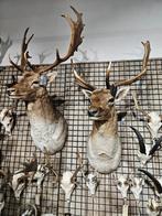 2 x opgezet damhert shoulder borst preparaat hert taxidermy, Ophalen of Verzenden, Nieuw, Hert, Opgezet dier