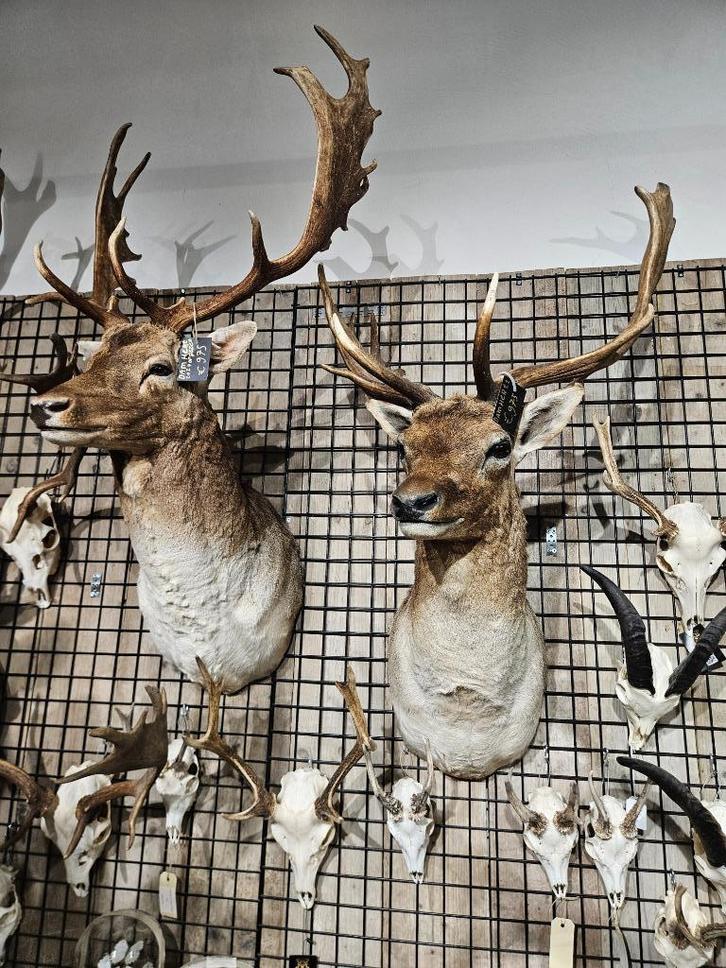 2 x opgezet damhert shoulder borst preparaat hert taxidermy, Verzamelen, Dierenverzamelingen, Nieuw, Opgezet dier, Hert, Ophalen of Verzenden