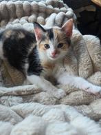 2 kitten poesjes, Dieren en Toebehoren, Katten en Kittens | Overige Katten, Poes