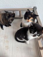 kittens GERESERVEERD, Dieren en Toebehoren, Katten en Kittens | Overige Katten, Kater