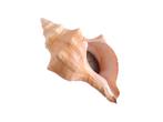 Schelpen-Voorraad Voormalige Souvenir winkel , + 1000 stuks., Verzamelen, Mineralen en Fossielen, Ophalen, Schelp(en)