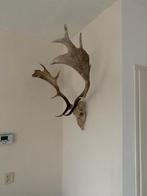 Damherten Gewei met schedel en gebit, Ophalen of Verzenden, Gebruikt