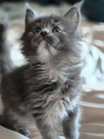 Lieve Maine Coon kittens met stamboom, Dieren en Toebehoren, Katten en Kittens | Raskatten | Langhaar, Meerdere dieren, Gechipt