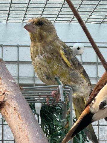 3 jonge wildkleur groenlingen beschikbaar voor biedingen