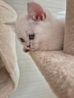Britse Korthaar kittens, Dieren en Toebehoren, Meerdere dieren, Ontwormd