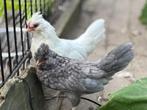 Toompje Watermaalse baardkriel, Dieren en Toebehoren, Pluimvee, Meerdere dieren, Kip