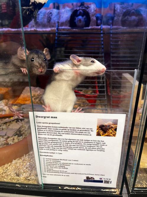 Jonge tamme dwergratten ( man) rechtstreeks van de fokker, Dieren en Toebehoren, Knaagdieren, Mannelijk, Rat, Mei, Tam