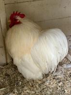 Witte Cochin haan, Dieren en Toebehoren, Pluimvee, Mannelijk, Kip