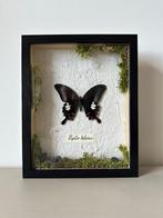 Papilio helenus vlinder, Ophalen of Verzenden