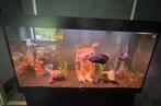 Jewel Aquarium 350l, Ophalen, Zo goed als nieuw, Gevuld zoetwateraquarium