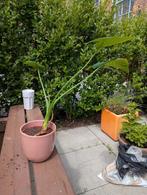 Olifantsoor (binnenplant), Ophalen, Overige soorten, Minder dan 100 cm
