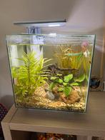 Aquarium incl beta vis ,verwarming en filter, Vis